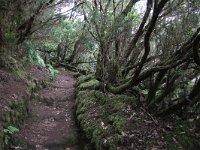E, Santa Cruz de Tenerife, Tequeste, Anaga 5, laurel cloud forest, Saxifraga-Dirk Hilber
